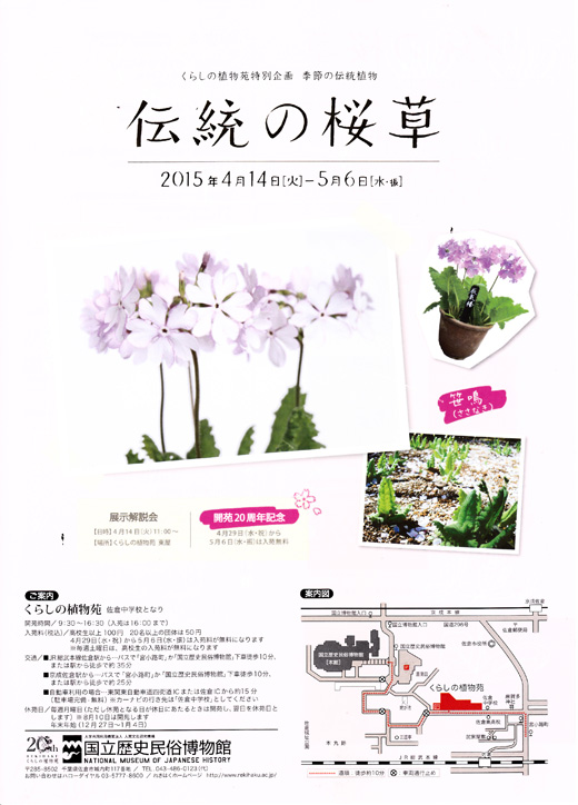 伝統の桜草.jpg